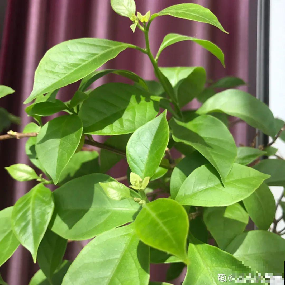 家里养3种花,最怕遇见这个,抓紧避免才能疯长! 家里养3种花,最怕遇见这个,抓紧避免才能疯长!