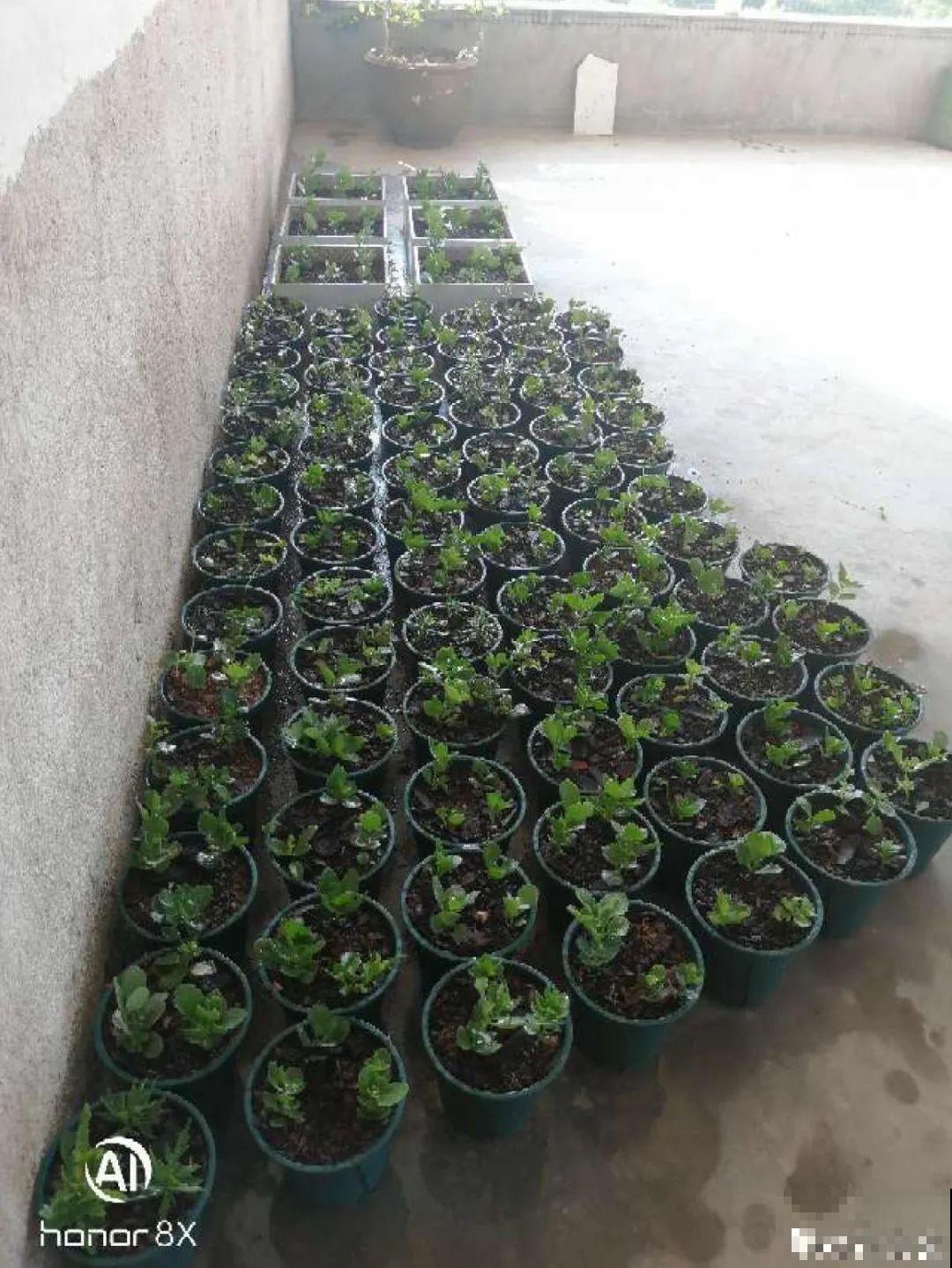 立秋后养花,8个注意事项,把花养的像白菜! 立秋后养花,8个注意事项,把花养的像白菜!