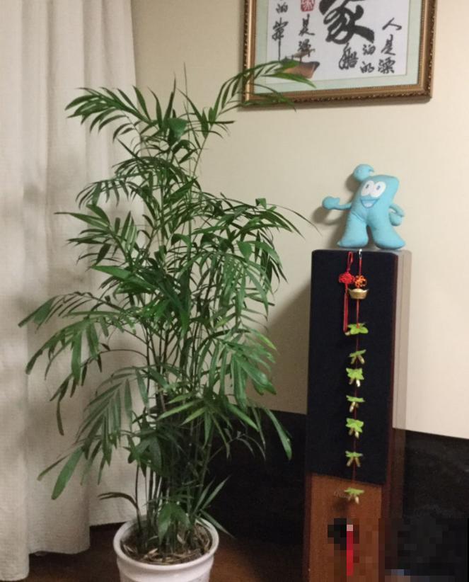 这5种绿植,长得实在太像了,一不小心就买到假货! 这5种绿植,长得实在太像了,一不小心就买到假货!