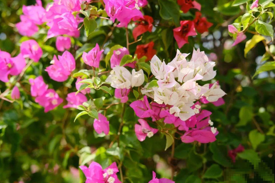 9月后就养这些花，比绿萝好养，疯狂开花到明年！