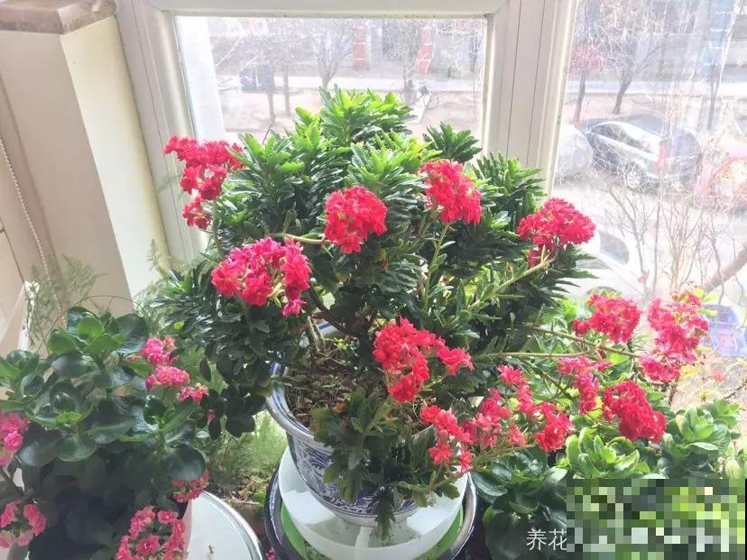 浇水时注意一个细节,花喝了长得超快,大白根又密又壮! 浇水时注意一个细节,花喝了长得超快,大白根又密又壮!