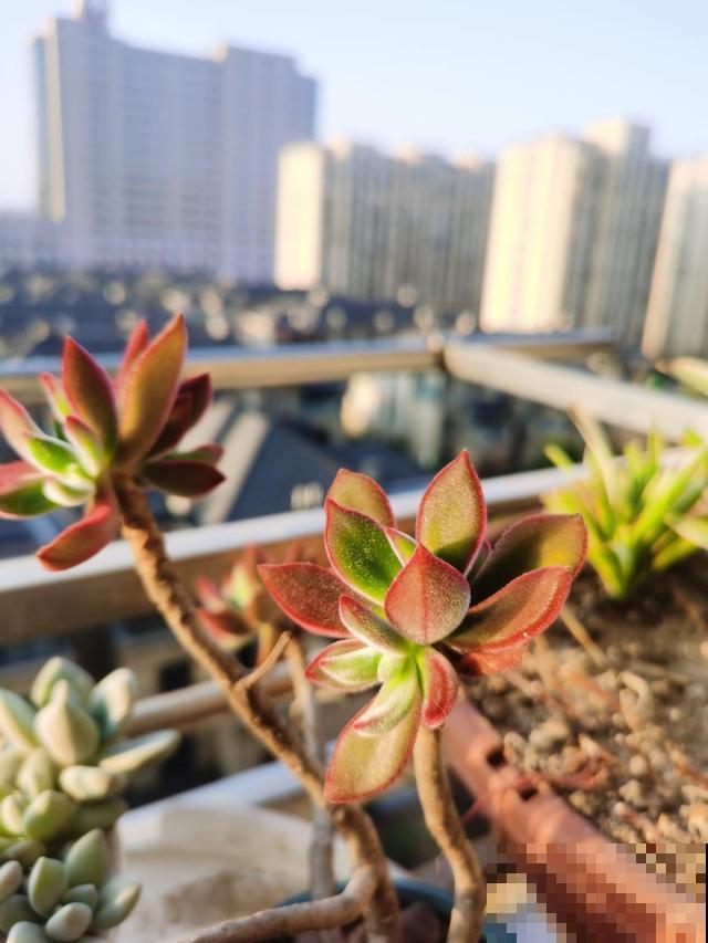 5种错误养花法,招招“致命”,看你有没有中 5种错误养花法,招招“致命”,看你有没有中