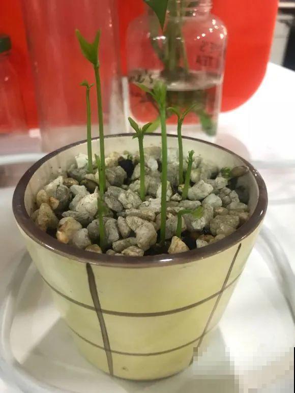 西红柿、玉米……埋土里，7天长成小森林，结出果子一大筐！