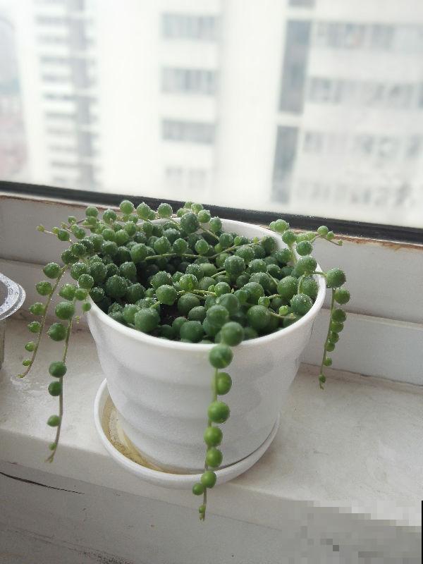 养盆珍珠吊兰,一段枝条平放土上,很快长出嫩根 养盆珍珠吊兰,一段枝条平放土上,很快长出嫩根