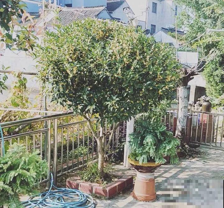 11种花,下个月就开花,现在养护是关键! 11种花,下个月就开花,现在养护是关键!