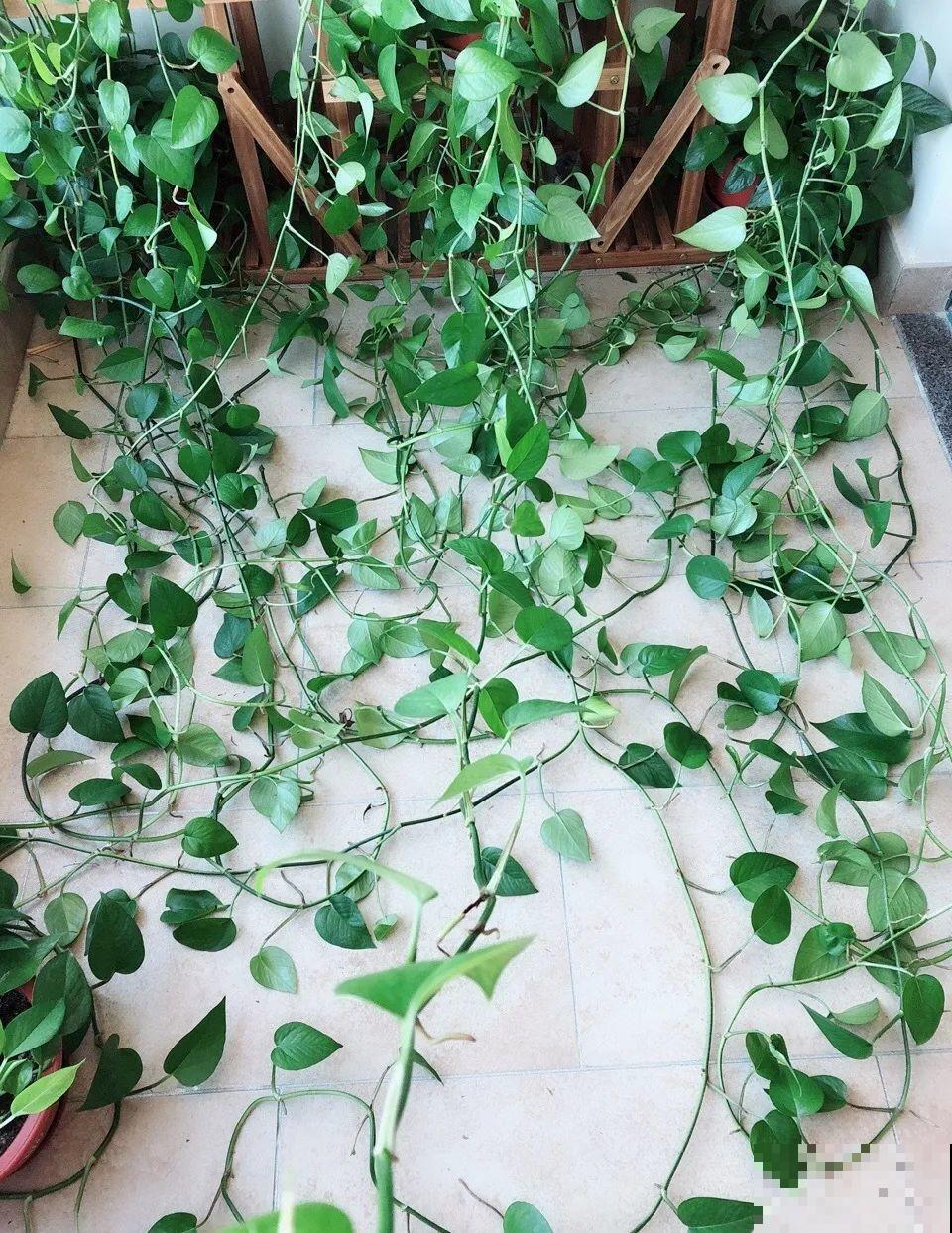 3个月后才回家，家里的花疯了，墙缝、房顶都爬满！