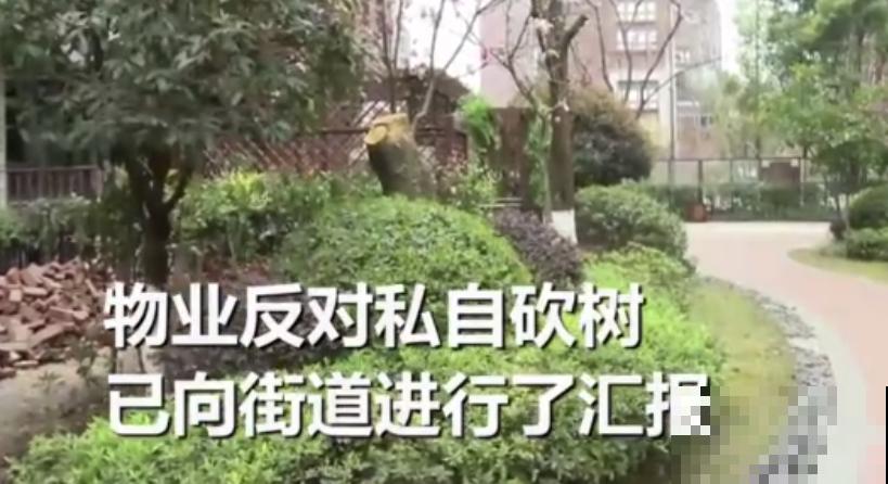 白色蜀葵竟被拦腰折断,说是因为颜色不吉利,真无语! 白色蜀葵竟被拦腰折断,说是因为颜色不吉利,真无语!