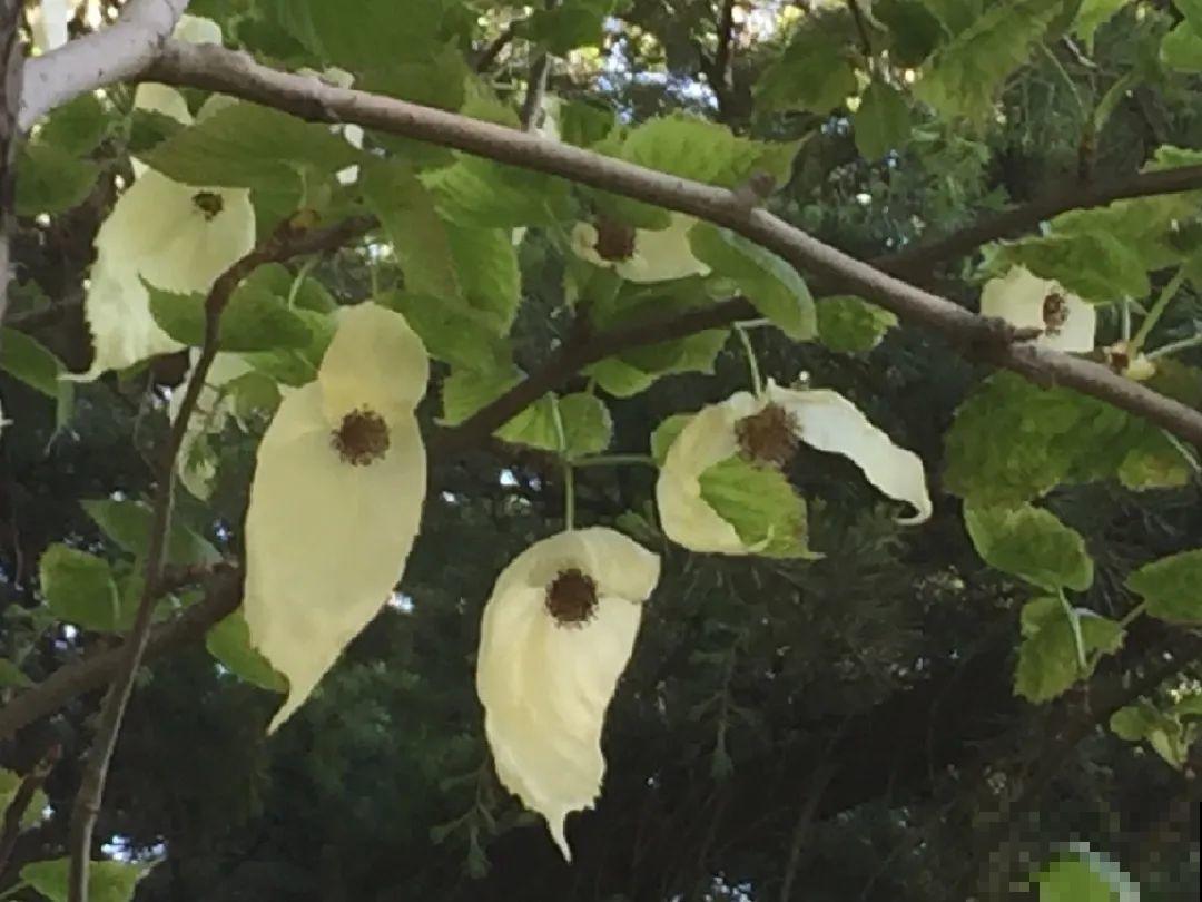 山上的雪莲,说摘就摘? 山上的雪莲,说摘就摘?