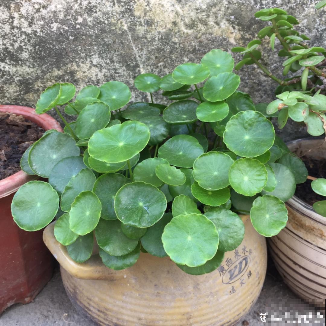 现在养风雨兰,大雨一淋,花开爆盆! 现在养风雨兰,大雨一淋,花开爆盆!