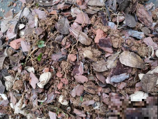 8种花换盆,换好了生一堆,换错立马死! 8种花换盆,换好了生一堆,换错立马死!