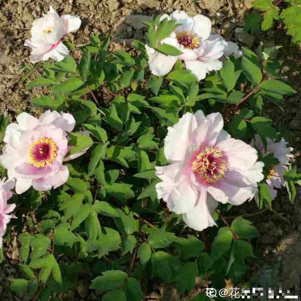 看图猜花名，100道题，测你的养花天分！