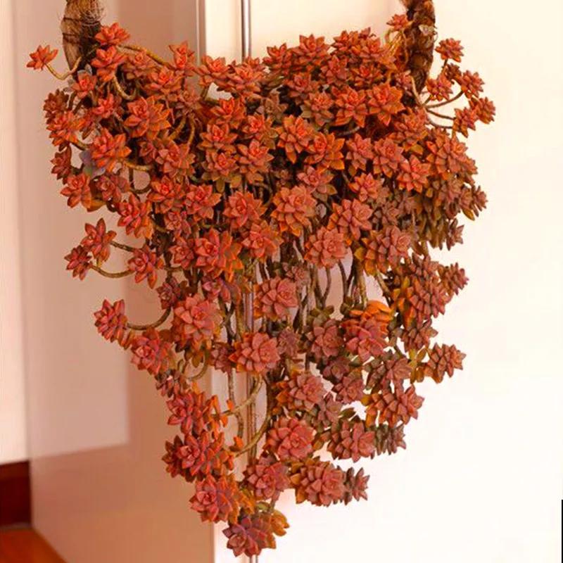 5种多肉，吊起来养，长成一面瀑布太霸气！