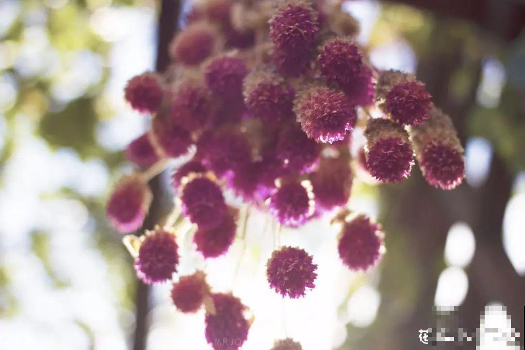 把花剪下来，倒挂几天风干，就能变成永生花！