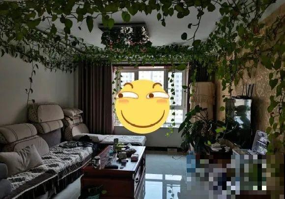 3个月后才回家，家里的花疯了，墙缝、房顶都爬满！