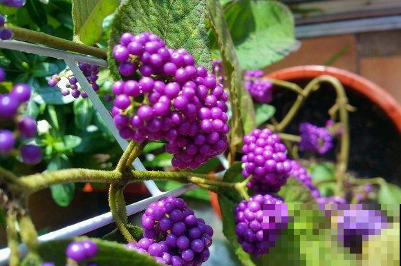 16种奇花异草,随便挑一个,你都没见过! 16种奇花异草,随便挑一个,你都没见过!