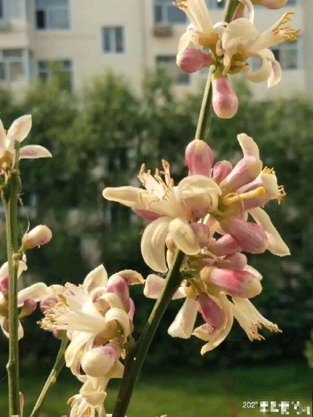 农村养出的“宝藏”花,精致可爱,一点也不土气! 农村养出的“宝藏”花,精致可爱,一点也不土气!