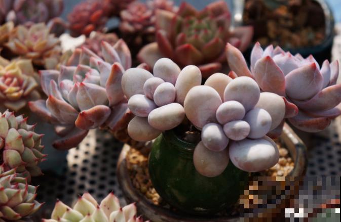 多肉养胖攻略,3步变成肉墩子,一个月就有效! 多肉养胖攻略,3步变成肉墩子,一个月就有效!