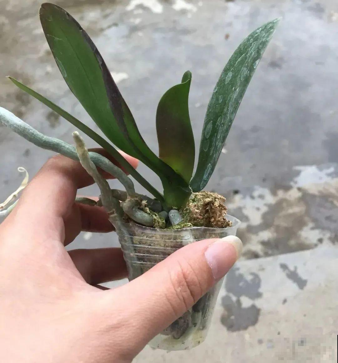 秋老虎来了，9种花进入“死期”，切莫大意！