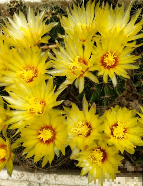 开花的仙人球,刷一下、结籽千千万,撒土里冒一盆苗! 开花的仙人球,刷一下、结籽千千万,撒土里冒一盆苗!