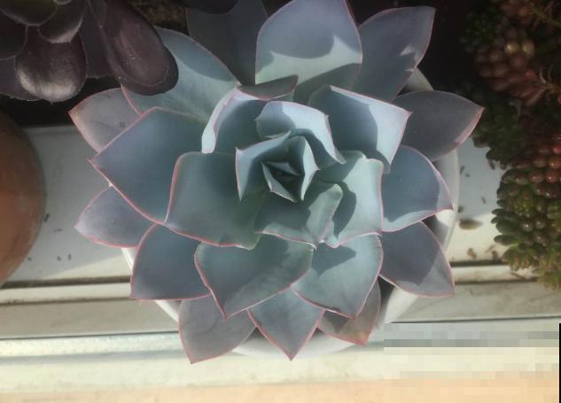 立秋养多肉，注意这4点，不然分分钟挂掉！