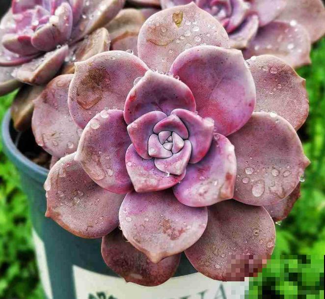 立秋养多肉，注意这4点，不然分分钟挂掉！