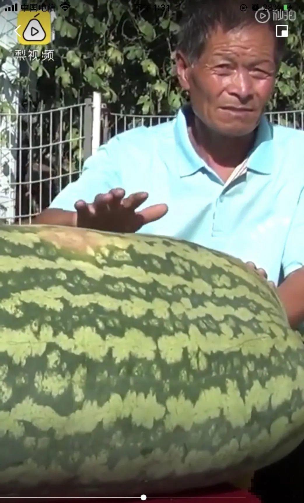 农村大姐，种出1.5米大冬瓜，我看谁还敢说矮！