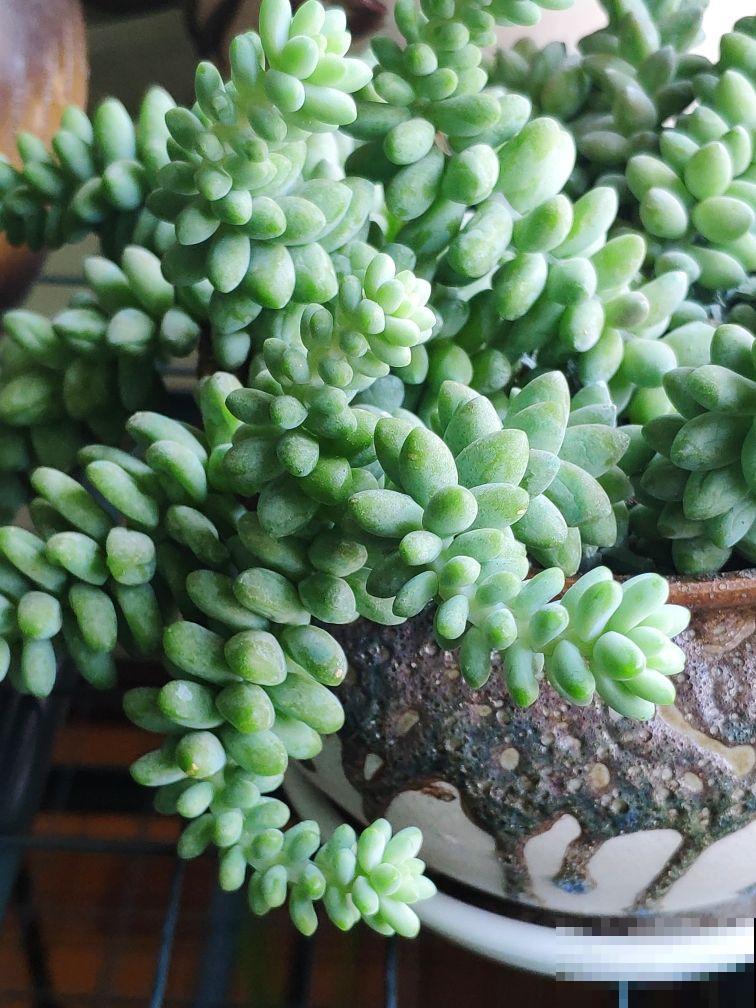 秋天养多肉,超容易爆头,选好品种是关键 秋天养多肉,超容易爆头,选好品种是关键