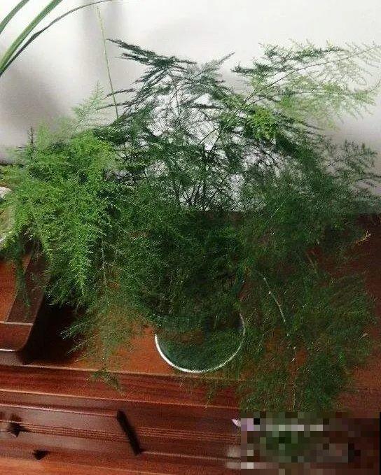 都说这花很好养,为啥还是养死了?就是因为管不住手! 都说这花很好养,为啥还是养死了?就是因为管不住手!