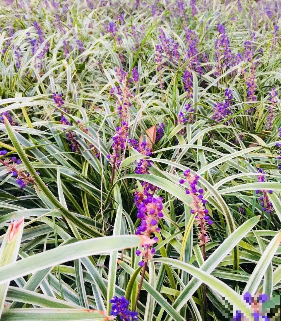 别花钱买了,这花野生一大堆,挖还是不挖? 别花钱买了,这花野生一大堆,挖还是不挖?