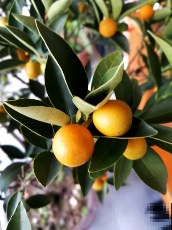 家里养盆果子树,结满“小灯笼”,好吃还养生 家里养盆果子树,结满“小灯笼”,好吃还养生