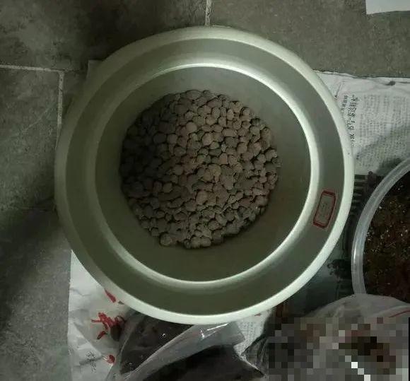 龟背竹长出长鞭子，连着茎一块砍下来，种土里就能活