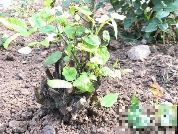 你扔的花,我捡回家,半个月起死回生! 你扔的花,我捡回家,半个月起死回生!