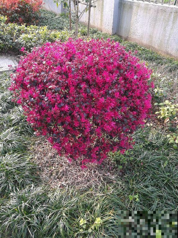 开花超好看的红檵木，开花红得发紫，像锦带一样美