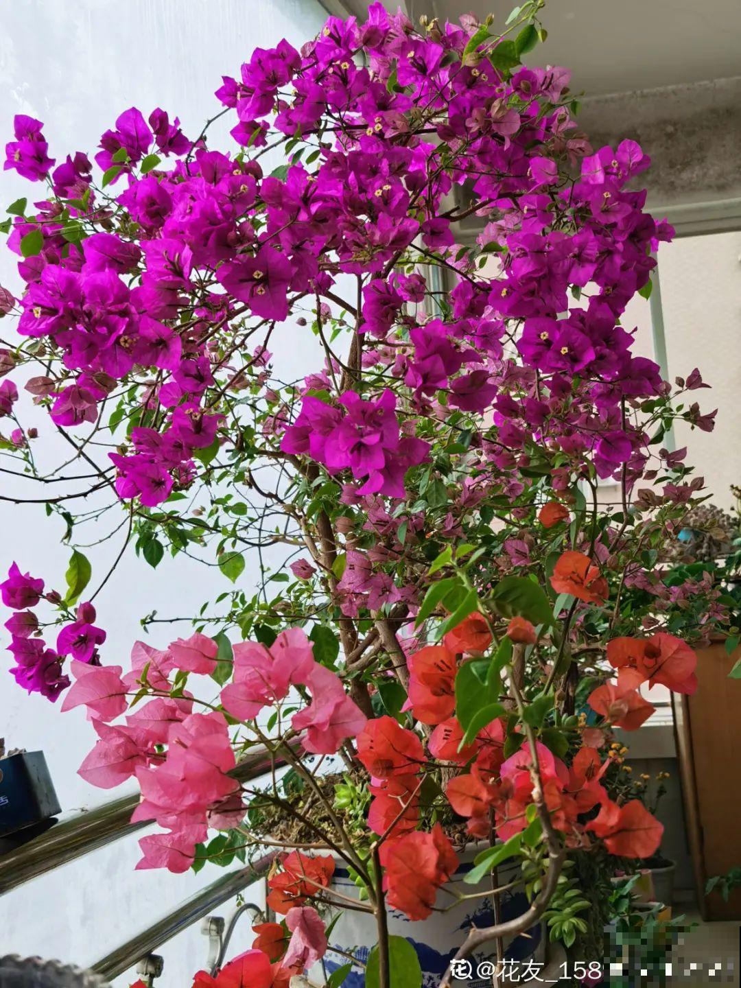 枝条不用扦插也能繁殖，环割一圈裹上土，塑料袋一包就能长根