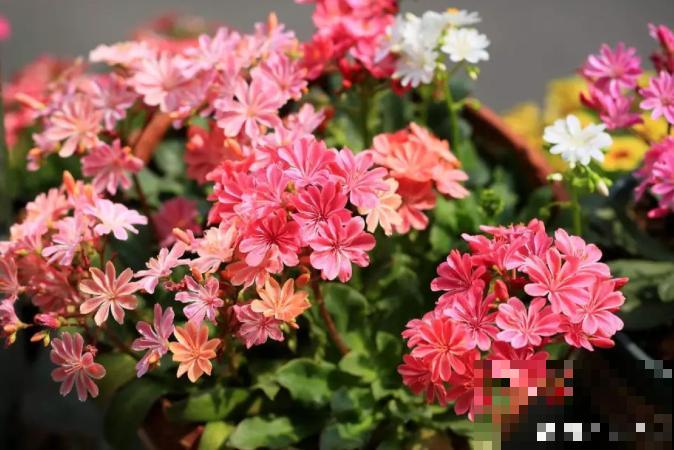 都说多肉开花要剪掉,这种多肉千万别剪,看的就是花! 都说多肉开花要剪掉,这种多肉千万别剪,看的就是花!
