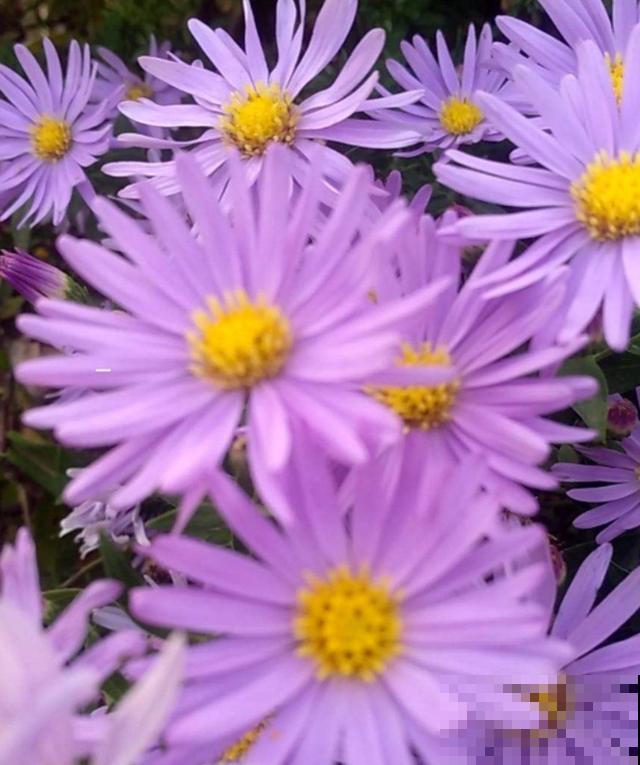 荷兰菊特好养，扔下种子就能长，轻松爆盆！