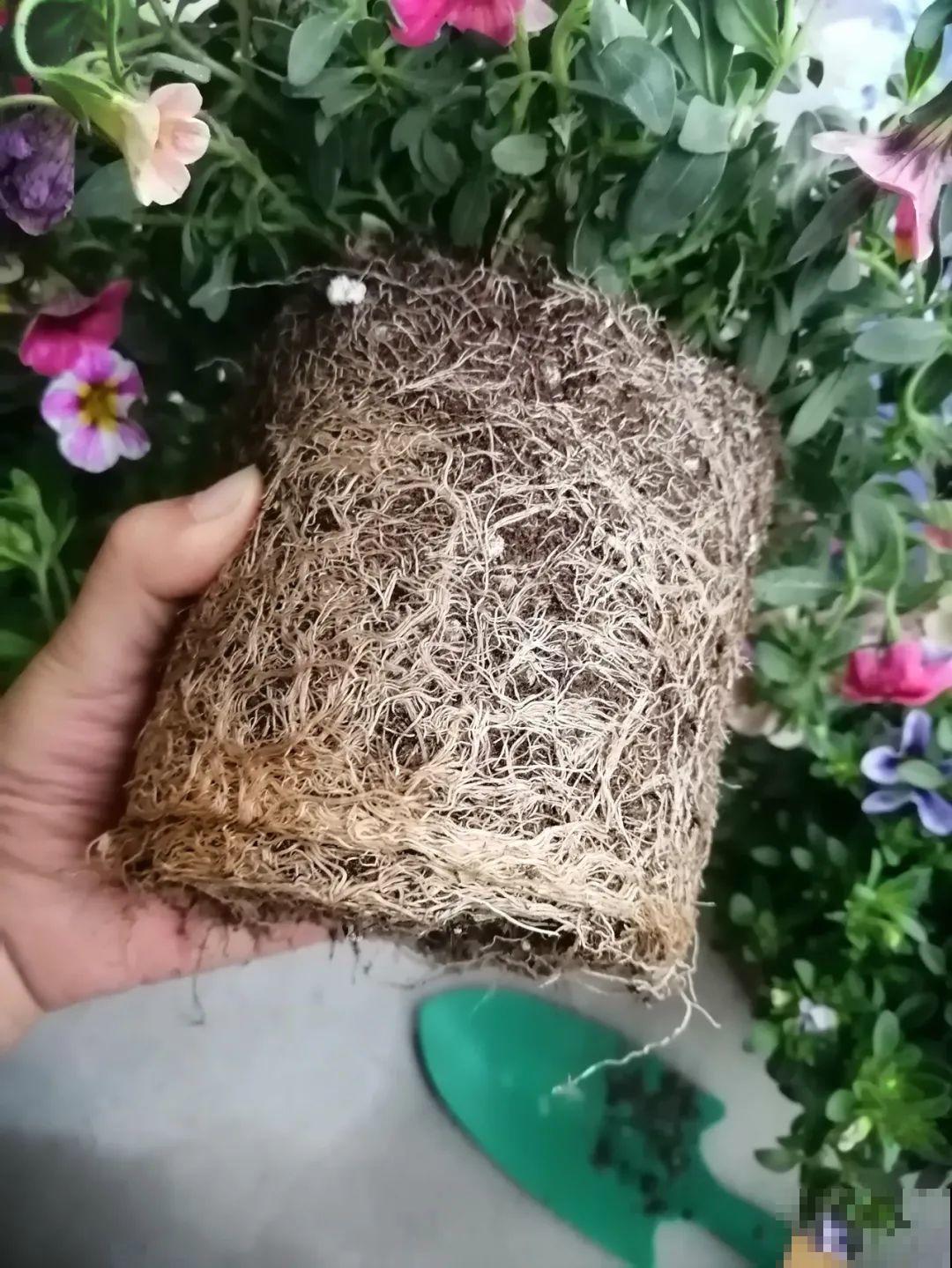 养花最重要的就是选花盆，花盆选错了，花都长不好