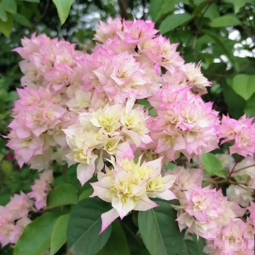 20到养花题，看看你能对几道，对一半就是大神