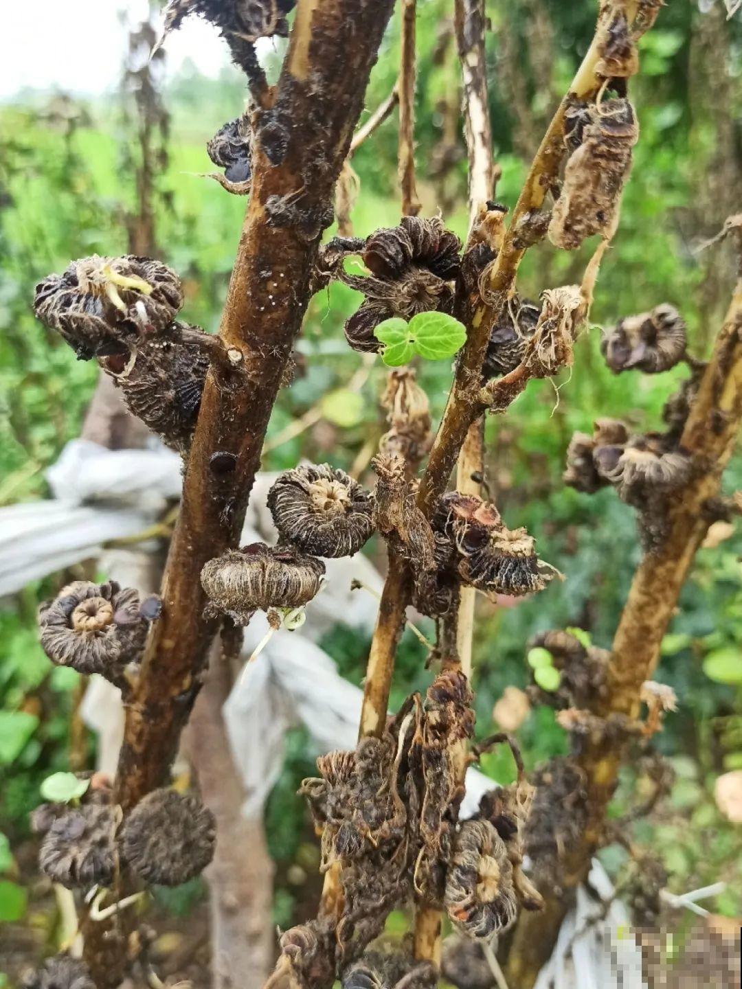 一次性的花，秋天开完就扔了，别浪费时间！