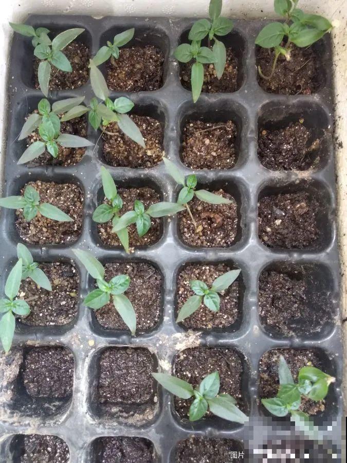 秋天养这4种菜，长得快、结果多，一茬茬吃不完！