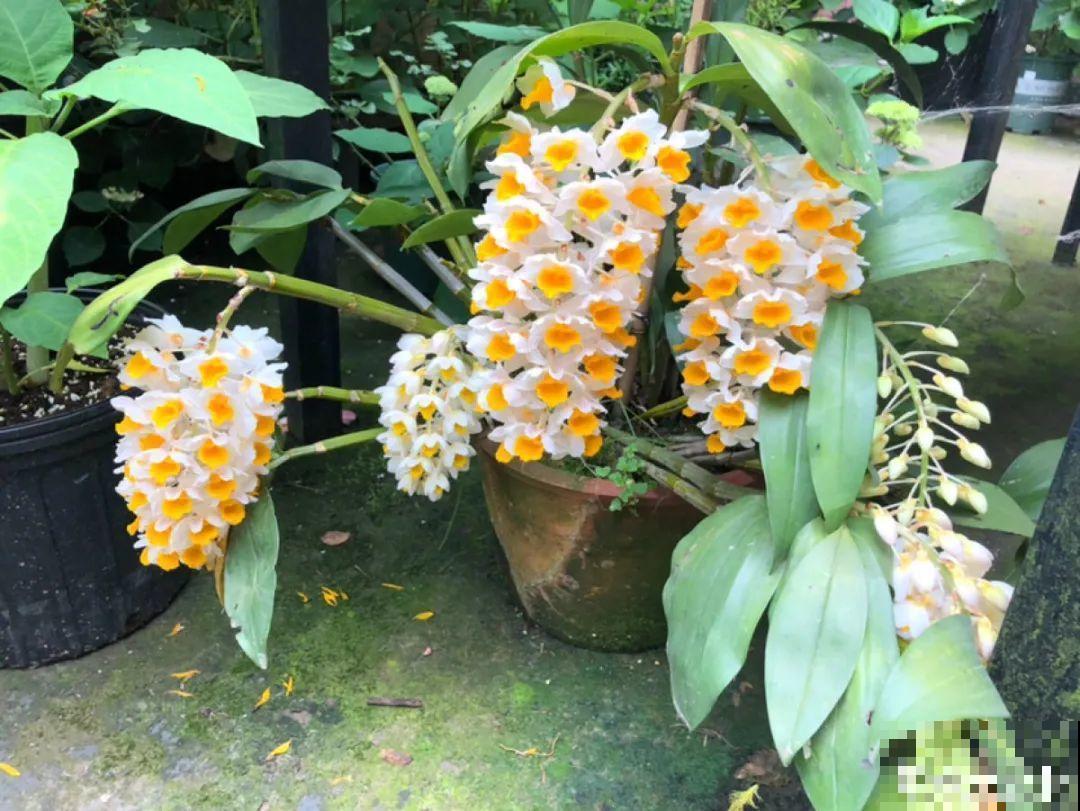 9月后就养这些花,比绿萝好养,疯狂开花到明年! 9月后就养这些花,比绿萝好养,疯狂开花到明年!