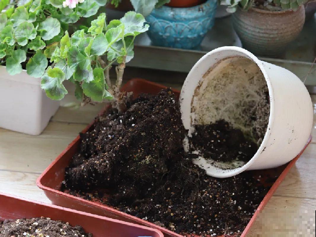 长寿花睡了一个夏天，终于要睡醒了，抓紧修剪才能继续旺长