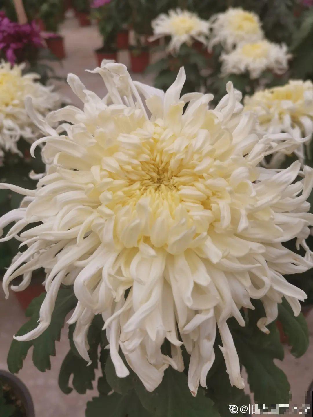 大家都爱养的花，其实只能秋天种，错过季节养不活！