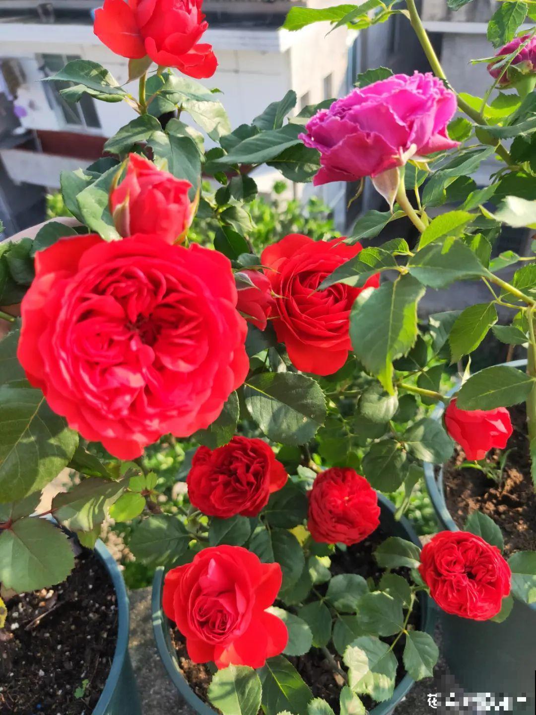 她在屋檐上养花，每天爬上爬下，乐在其中！