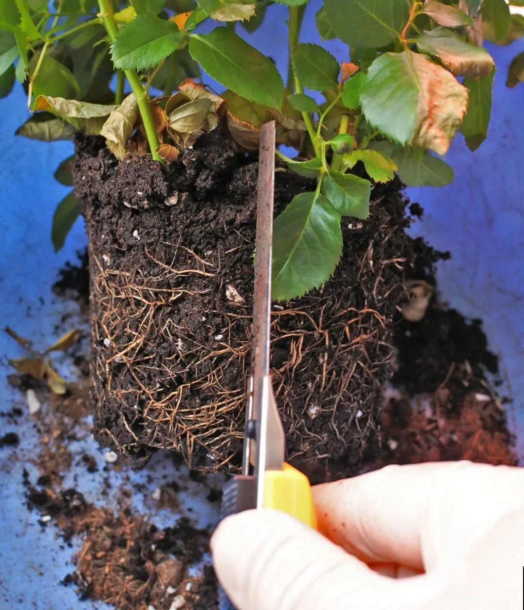 花堆成山,捡到手软,大麻袋都装不下了! 花堆成山,捡到手软,大麻袋都装不下了!