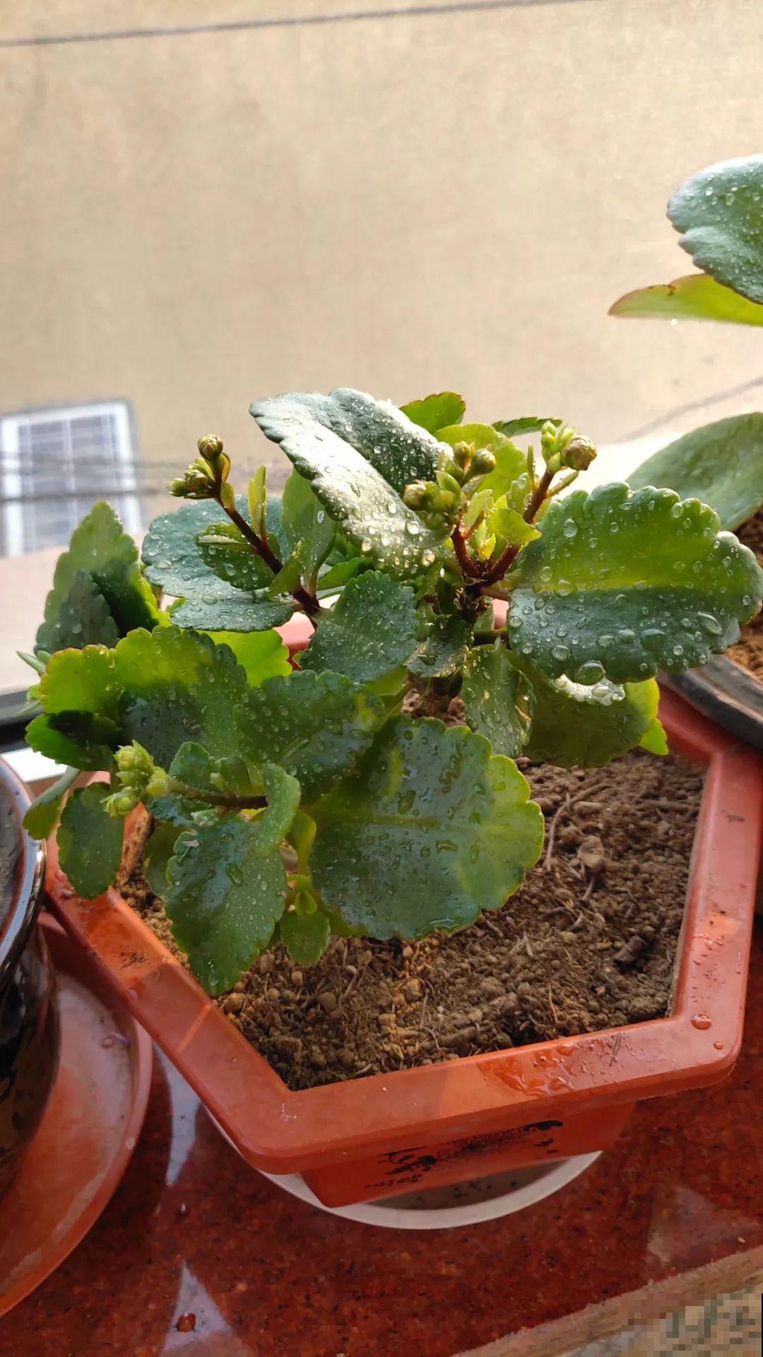 下个月开始，这10种花不能剪，剪了没花看，白养大半年！