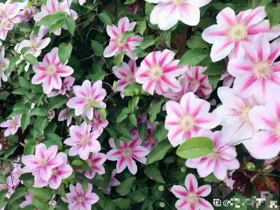 秋天养铁线莲，沾土就活，零下20度冻不死！