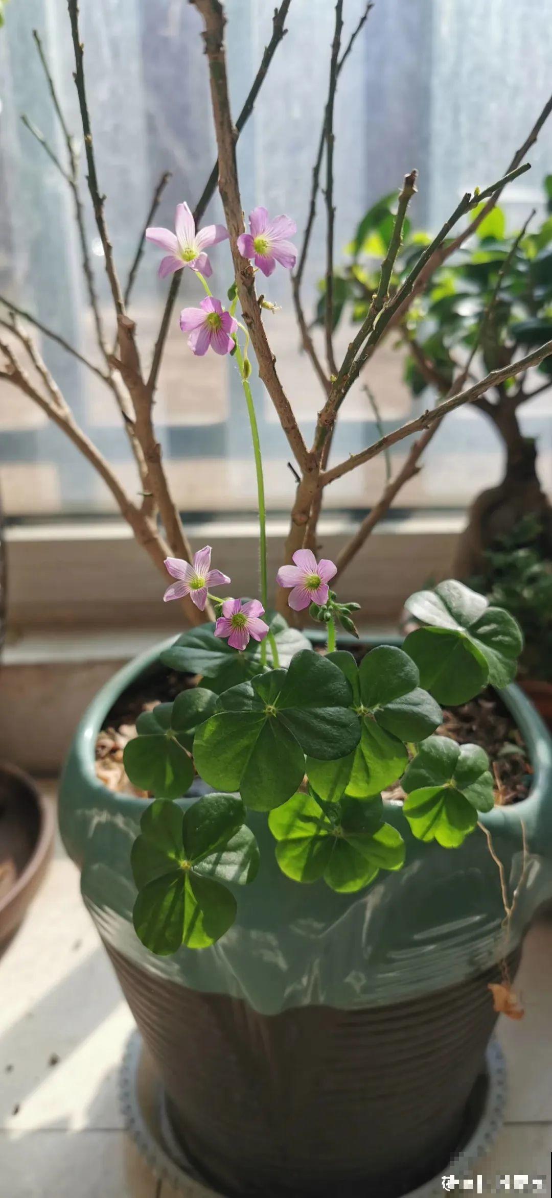 盆面冒杂草，到底拔不拔？