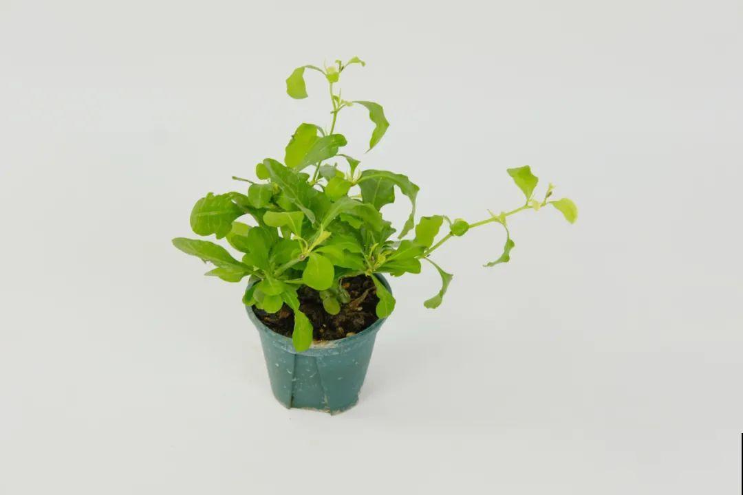 夏天的耐晒开花机器，越热开花越多，家里有一棵就够了！