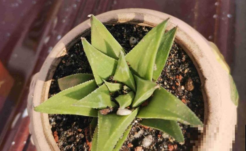超可怜的芦荟，不浇水也不施肥，能活下来算奇迹！
